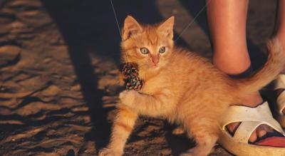 属蛇人能养猫吗，生肖属蛇的人可以养猫吗