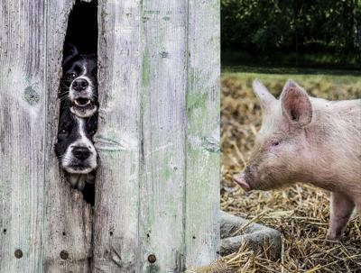 属猪和属狗的配吗，属猪的和属狗的在一起相配吗