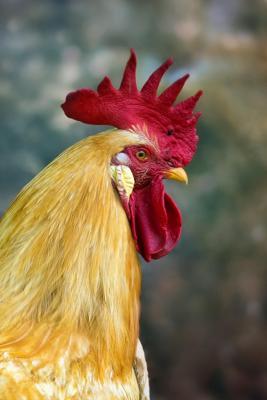 属鸡的男人是什么梗，属鸡男人的性格特点解析