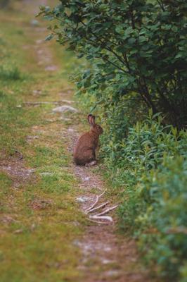 1987年属兔之人为人，属兔之人为人什么命
