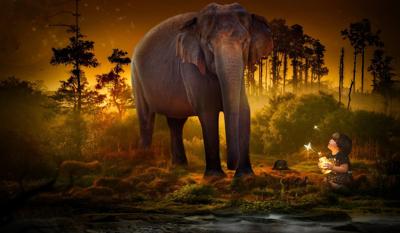 周公解梦梦见大象