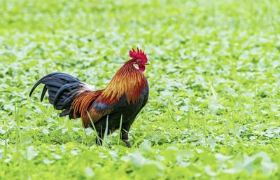 属鸡和属虎的合不合做生意，八字和风水分析找出最适合的商业伙伴