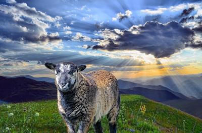 梦见羊下小羊崽是什么预兆