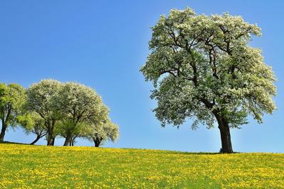 榕树可以养在家里吗风水好吗？榕树是吉树还是凶树