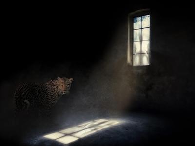 梦见老虎进家门