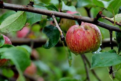 家里种苹果树好不好，从风水寓意到五行相生全解析
