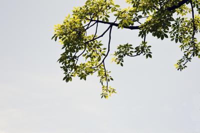 桂花树风水作用，桂花树在风水上家中什么地方最好