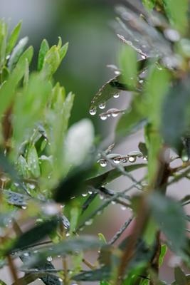 阳台养芦荟有风水影响吗？阳台养芦荟的风水注意事项有哪些