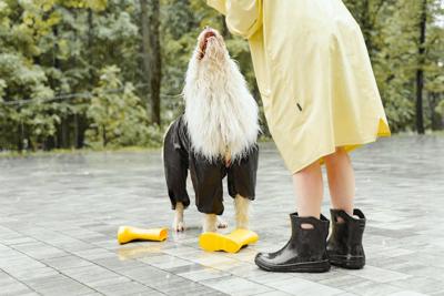 属鸡属狗怎么化解相害，属鸡属狗相害化解法