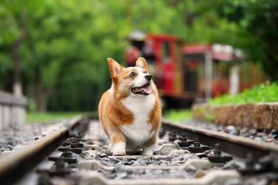 梦见火车轨道好不好