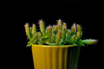 室内养花风水禁忌，根据五行学说趋吉避凶的植物摆设建议