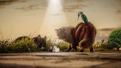 属兔的养什么鱼好运来，属兔在家养啥鱼好