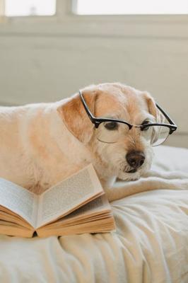 属狗人的洞察力，属狗人的洞察力特点解析