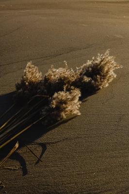 秀砂风水摆件有哪些？风水摆件的选择与风水布局技巧