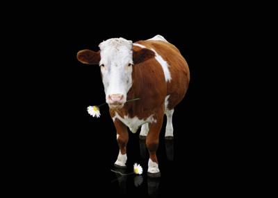 属牛的能带白水晶吗？佩戴白水晶对属牛运势的影响