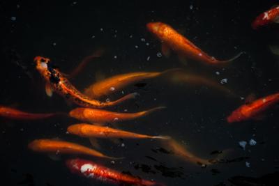 摩羯座的巨蟹，星座相性解析