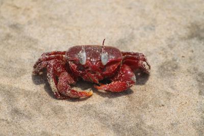 巨蟹跟什么星座不合，巨蟹与什么星座不合