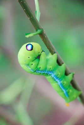 梦到头上长虫子预示着什么