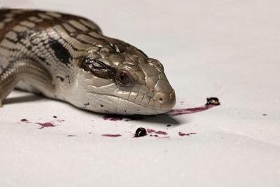 梦见把蛇杀了没有血然后吃了