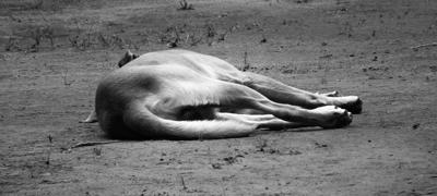 梦见驴是什么梗