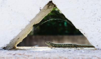 梦见蛇进自己的家门