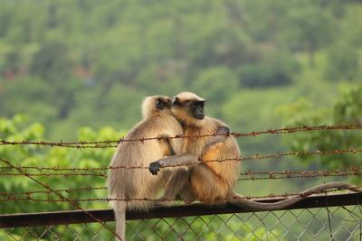 属猴与属牛婚配好不好？男牛女猴在一起的后果
