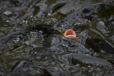 鱼缸养泥鳅风水好不好？养泥鳅镇宅还是破财