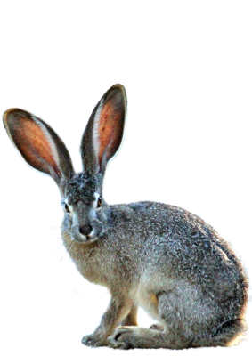 1999年生肖兔一生运势，生肖兔的命理分析与运势解析