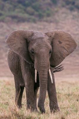 放放大象的属性，放一个大象是什么样的