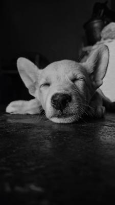 梦到狗在我身上拉屎