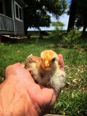 属鸡几点出生，属鸡81年出生是什么命