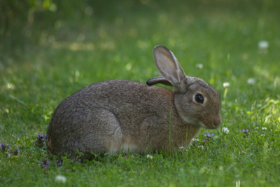 属兔女不适配的属相有哪些？属兔女最不利的婚配生肖
