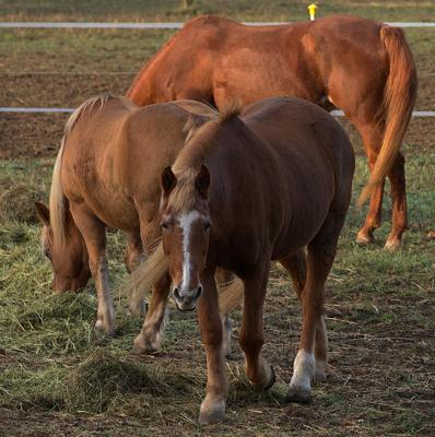 女属牛男属马相配吗，女属牛男属马配对解析