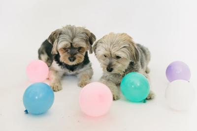 属狗3月出生是什么命？分析属狗3月出生的性格与运势