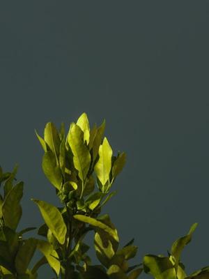 阳台种金银花风水好不好？阳台种金银花吉利吗