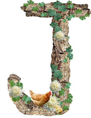 鸡男孩名字寓意，鸡男孩名字背后的寓意和含义