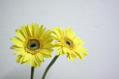 室内养花风水禁忌，室内养花有什么说法