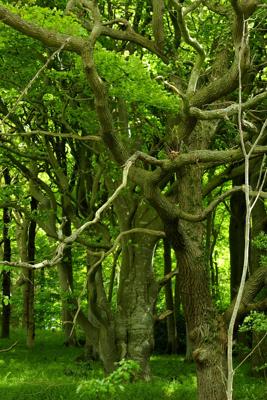 院子里种三种树最吉利的地方，五行相生的树种搭配揭秘