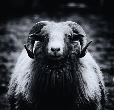 属羊天蝎座男，属羊天蝎座男生喜欢什么样的女人