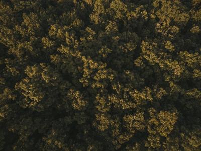 榕树风水属性，榕树的风水禁忌不适合栽种在哪里？