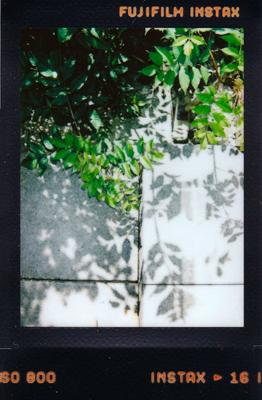 大门前种梧桐树对风水有什么影响，门前栽种梧桐树的寓意