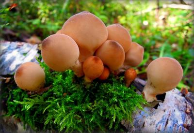 梦见捡到好多蘑菇