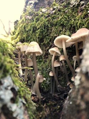 梦见采了很多蘑菇