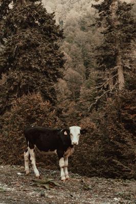 2009年属牛是火命还是木命，属牛是什么火命