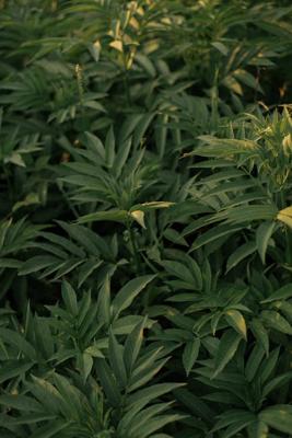 适合喜金的人植物，五行属金星座运势风水植物推荐