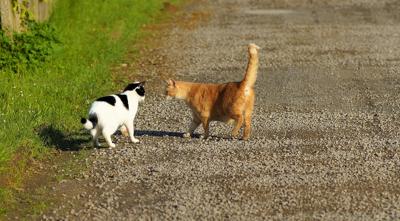 招财猫朝哪个方向招财，招财猫朝向应该是朝内还是朝外？