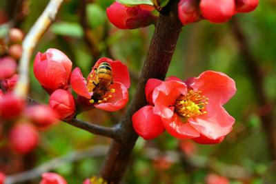 桃花过旺造成的桃花劫是什么？桃花太旺会影响财运吗
