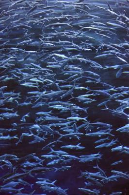 71年属猪风水鱼缸养鱼的数量，属猪风水鱼缸养鱼的数量是多少