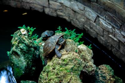 家里养乌龟的好处和坏处，从风水角度看乌龟的宜居性