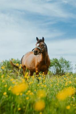 属马适合什么花，属马人的运势风水解析